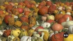 US farmers weigh tariffs, farm bill as Election Day nears