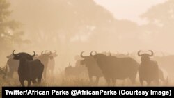 Le parc national de Zakouma au Tchad, 13 septembre 2017. (Twitter/African Parks‏ @AfricanParks)