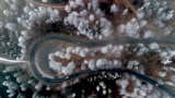 Frozen trees that laid all day in the fog are pictured in the Taunus region near Frankfurt, Germany, Feb. 4, 2025. 