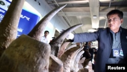 Seorang petugas Thailand memajang cula badak sitaan dari Ethipia dalam konferensi pers di bandara internasional Suvarnabhumi, Bangkok, Thailand, 14 Maret 2017. (Foto: dok). Para pejabat bea cukai Malaysia, hari Senin (10/4) mengatakan mereka telah menyita 18 cula badak yang beratnya lebih dari 51 kilogram, dan bernilai lebih dari $3 juta.