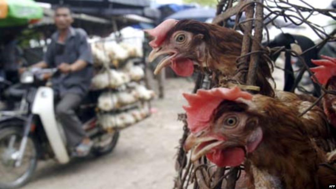 Virus cúm gia cầm H5N1 thường lây nhiễm qua những người có tiếp xúc trực tiếp với gia cầm đã bị mắc bệnh