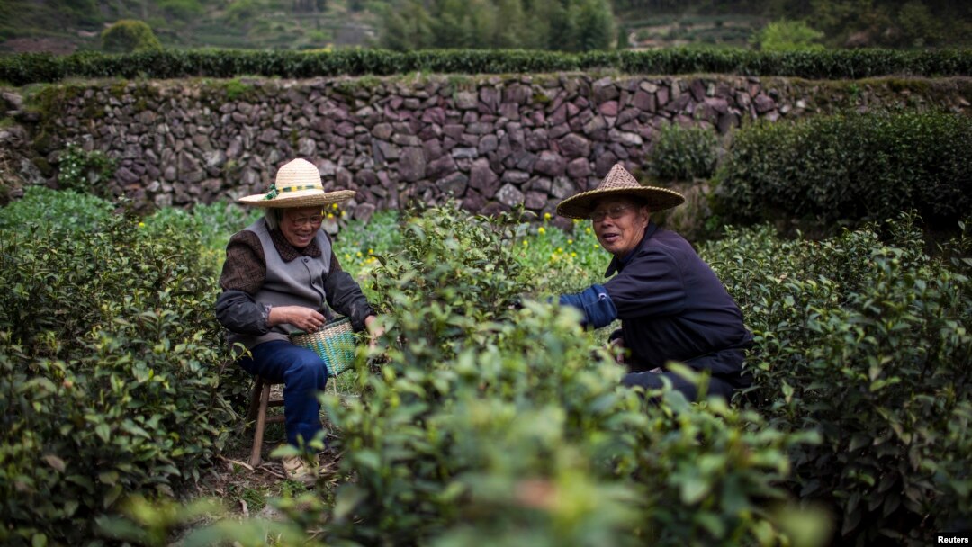 FIle--Locals pick tea leaves at a tea plantation in Xinchang, Zhejiang province. The Chinese government wants young people to move to the countryside as the country's rural population ages. REUTERS/Aly Song (CHINA - Tags: A