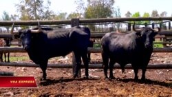 Tây Ban Nha mở lại các trường đấu bò, gây tranh cãi dữ dội