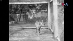 تسمانین ٹائیگر کی نایاب ویڈیو 85 سال بعد ریلیز