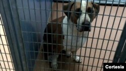 El perro está en cuarentena y sus dueños aún no han decidido si será sacrificado.