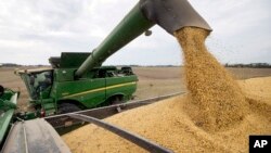 FILE -Soybeans are offloaded from a combine during the harvest in Brownsburg, Ind., Sept. 21, 2018. President Donald Trump announced new tariffs on Chinese goods, which could prompt China to retaliate on U.S. farm products.