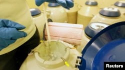 FILE - An employee checks oocytes and embryos (in the sealed test tubes) in tanks filled with liquid nitrogen in a storage room at a reproductive center, August 8, 2013. Britain's fertility regulator has granted its first license for the genetic modification of human embryos for research into the causes of infertility and miscarriages.