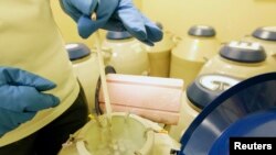 FILE - An employee checks oocytes and embryos (in the sealed test tubes) in tanks filled with liquid nitrogen in a storage room at a reproductive center.