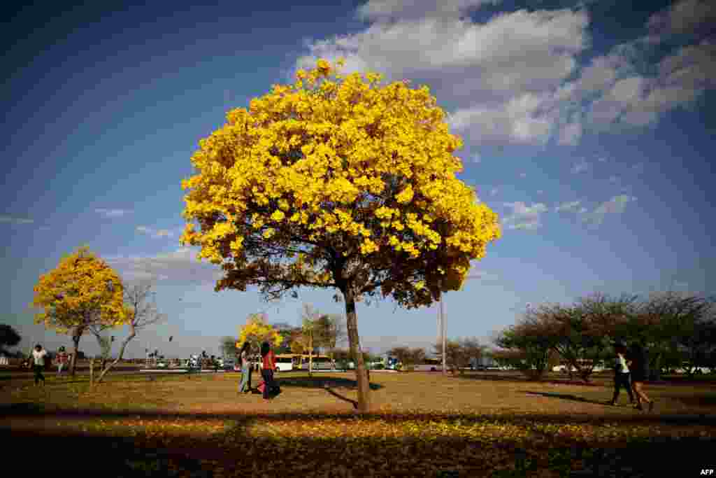 People walk by a yellow ipe, or lapacho (Handroanthus serratifolius) tree, in the central region of Brasilia, Brazil, Sept. 1, 2020.