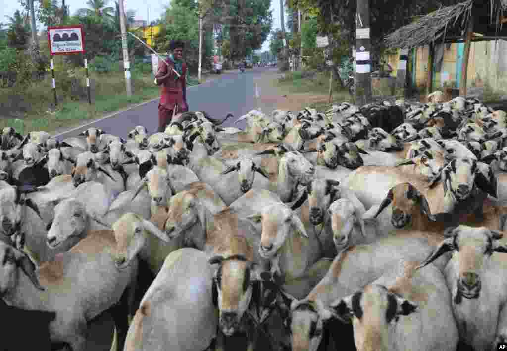 Seorang bocah gembala berjalan dengan kawanan domba dan kambing di dekat desa Thulasendrapuram, selatan Chennai, negara bagian Tamil Nadu, India.