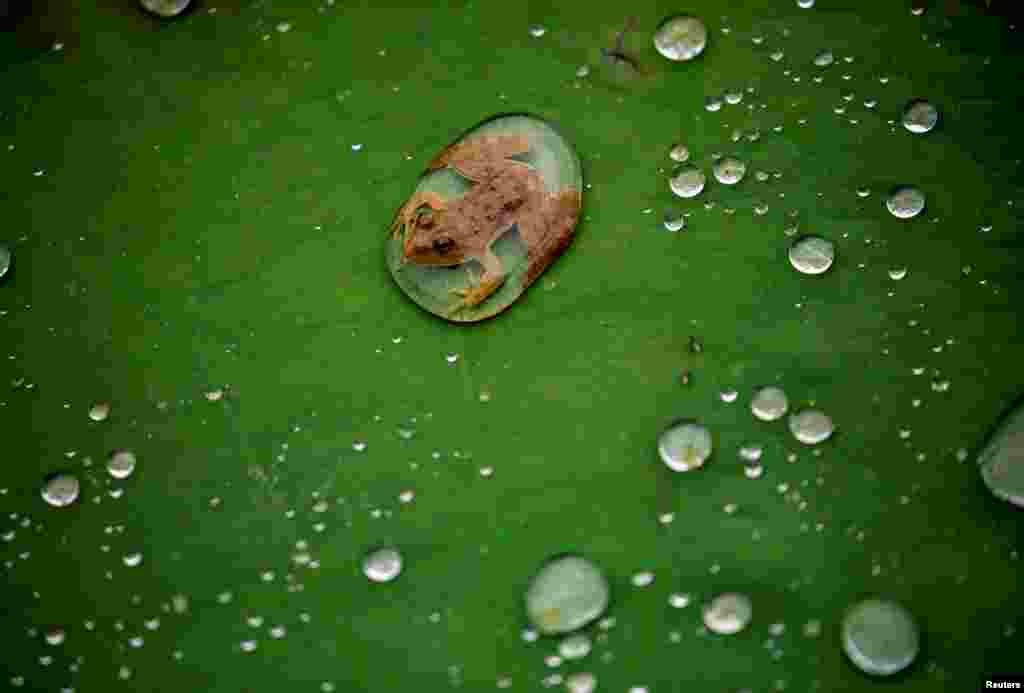 A frog is pictured on the leaf of a lotus after the rain at a pond in Lalitpur, Nepal, Sept. 26, 2019.