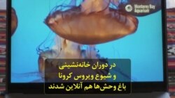 در دوران خانه‌نشینی و شیوع ویروس کرونا، باغ‌ وحش‌ها هم آنلاین شدند