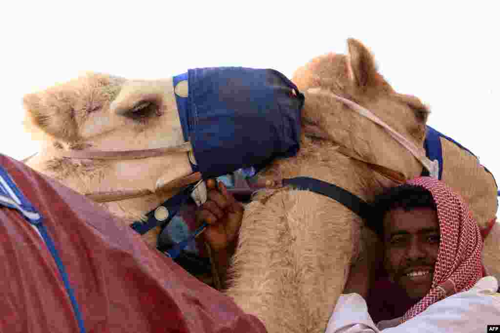 اونٹوں کی تربیت اور خیال رکھنے کے لیے بھی کئی افراد پر مشتمل عملہ رکھا جاتا ہے