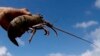 A fisherman holds up a lobster at Timang beach in Gunung Kidul, near the ancient city of Yogyakarta April 19, 2012. A self-built wooden cable car is used to cross between rocks to catching lobsters. Picture taken April 19, 2012. REUTERS/Dwi Oblo (INDON