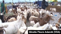 Le marché de mouton à quelques kilomètres de Cotonou, le 21 juillet 2021. 