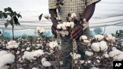 Coton transgénique cultivé dans la région de Fada N'gourma au Burkina