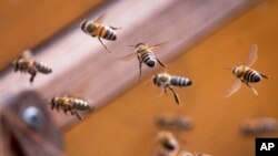 Les abeilles se rassemblent autour de l'entrée d'une ruche à Wehrheim près de Francfort, en Allemagne, le lundi 29 juillet 2019. (AP Photo / Michael Probst)