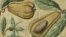 Illustration of an avocado from a 17th Century account of an expedition to the Caribbean. Courtesy of the John Carter Brown Library at Brown University.