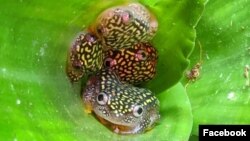 Salah satu katak koleksi Kebun Binatang Oakland, Starry Night Reed Frog. (Facebook/Ashley O-OakZoo)