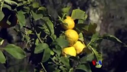 ကမ္ဘာကျော် Menton သံပရိုသီး