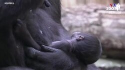 Բեռլինի կենդանաբանական այգում ծնված գորիլլայի ձագուկին անվանել են Թիլլա
