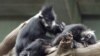 Un singe Langur de François, également connu sous le nom de singe feuille, semble profiter d'une séance de toilettage au zoo Henry Doorly à Omaha, Neb., Jeudi 19 mai 2005. Les singes Langur de François sont originaires de Chine, du Laos et du Viet Nam Nam. (Photo AP/Nati Harnik)