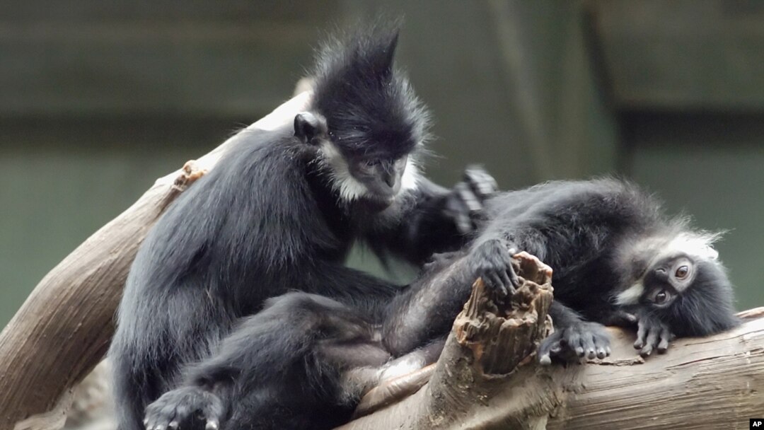 Lutung pemakan daun di Kebun Binatang Henry Doorly di Omaha, Nebraskan, 19 Mei 2005.