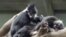 Un singe Langur de François, également connu sous le nom de singe feuille, semble profiter d'une séance de toilettage au zoo Henry Doorly à Omaha, Neb., Jeudi 19 mai 2005. Les singes Langur de François sont originaires de Chine, du Laos et du Viet Nam Nam. (Photo AP/Nati Harnik)