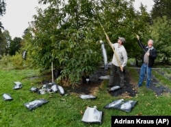 FILE - Andy Newhouse, left, and William Powell harvest genetically modified chestnut samples at the State University of New York's College of Environmental Science & Forestry's Lafayette Road Experiment Station in Syracuse, N.Y., Sept. 30, 2019. (AP Photo/Adrian Kraus, File)