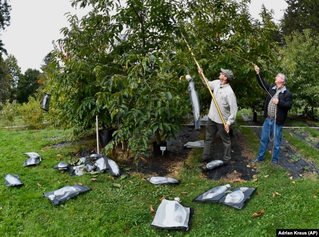 FILE - Andy Newhouse, left, and William Powell harvest genetically modified chestnut samples at the State University of New York's College of Environmental Science & Forestry's Lafayette Road Experiment Station in Syracuse, N.Y., Sept. 30, 2019. (AP Photo/Adrian Kraus, File)