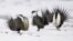 FILE - Male greater sage grouse perform mating rituals for a female grouse, not pictured, on a lake outside Walden, Colorado, April 20, 2013.