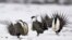 FILE - Male greater sage grouse perform mating rituals for a female grouse, not pictured, on a lake outside Walden, Colorado, April 20, 2013.