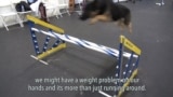 Doggy Gym