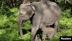 野生大象母子。