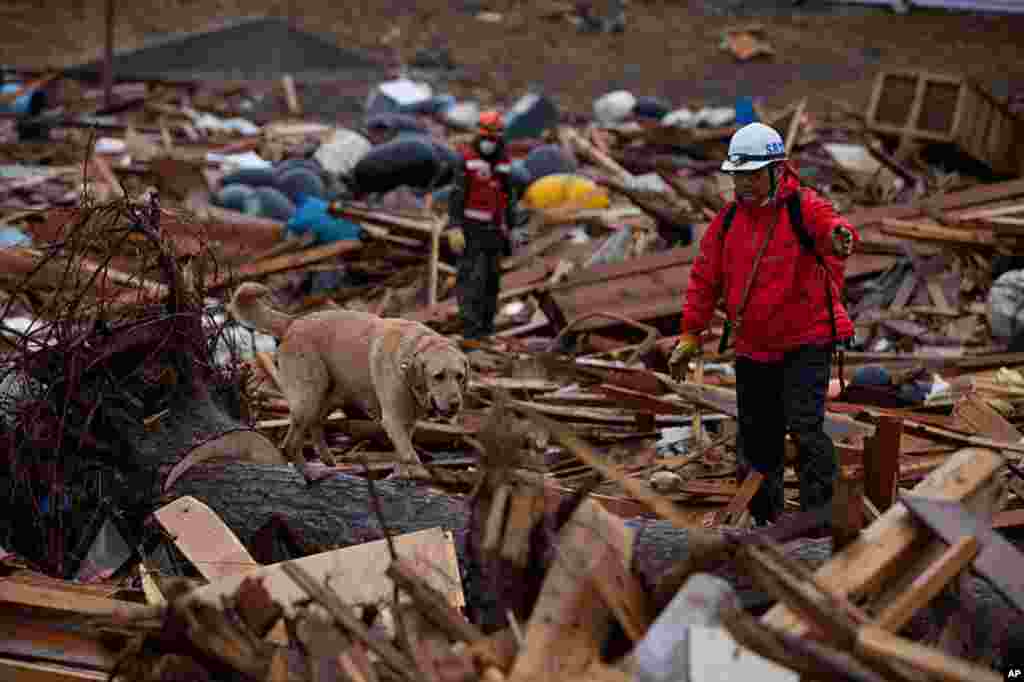 A team member from NPO Japan Rescue Dog Association and his dog search for victims during a joint operation with the Metropolitan Police Department in Rikuzentakata, Miyagi prefecture. Residents of towns surrounding a crippled nuclear plant are regularly 