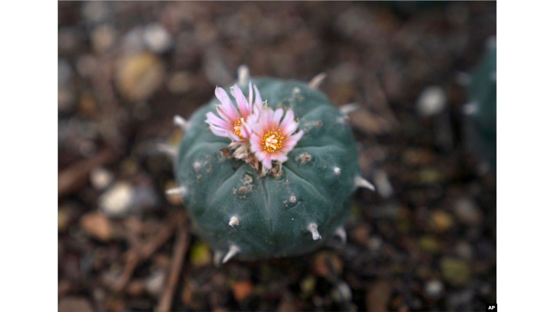 A peyote plant blooms while growing in the nursery at the Indigenous Peyote Conservation Initiative homesite in Hebbronville, Texas, March 24, 2024.