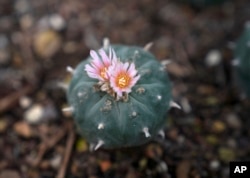 A peyote plant blooms while growing in the nursery at the Indigenous Peyote Conservation Initiative homesite in Hebbronville, Texas, March 24, 2024.