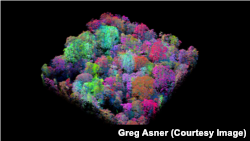 Three-dimensional enhanced image using laser-guided imaging spectroscopy taken by CAO shows different species of trees in same hectare of rainforest