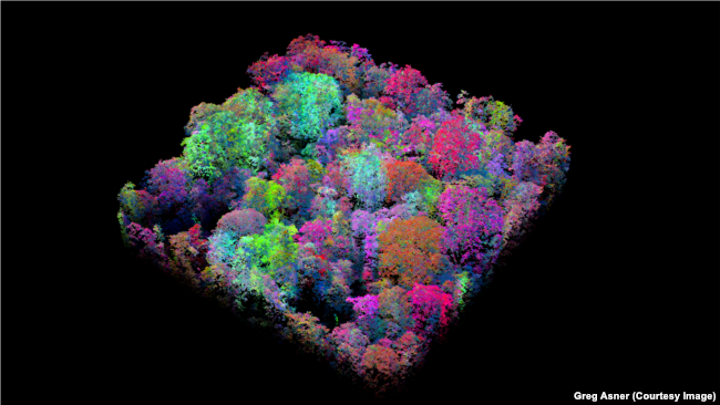 Three-dimensional enhanced image using laser-guided imaging spectroscopy taken by CAO shows different species of trees in same hectare of rainforest