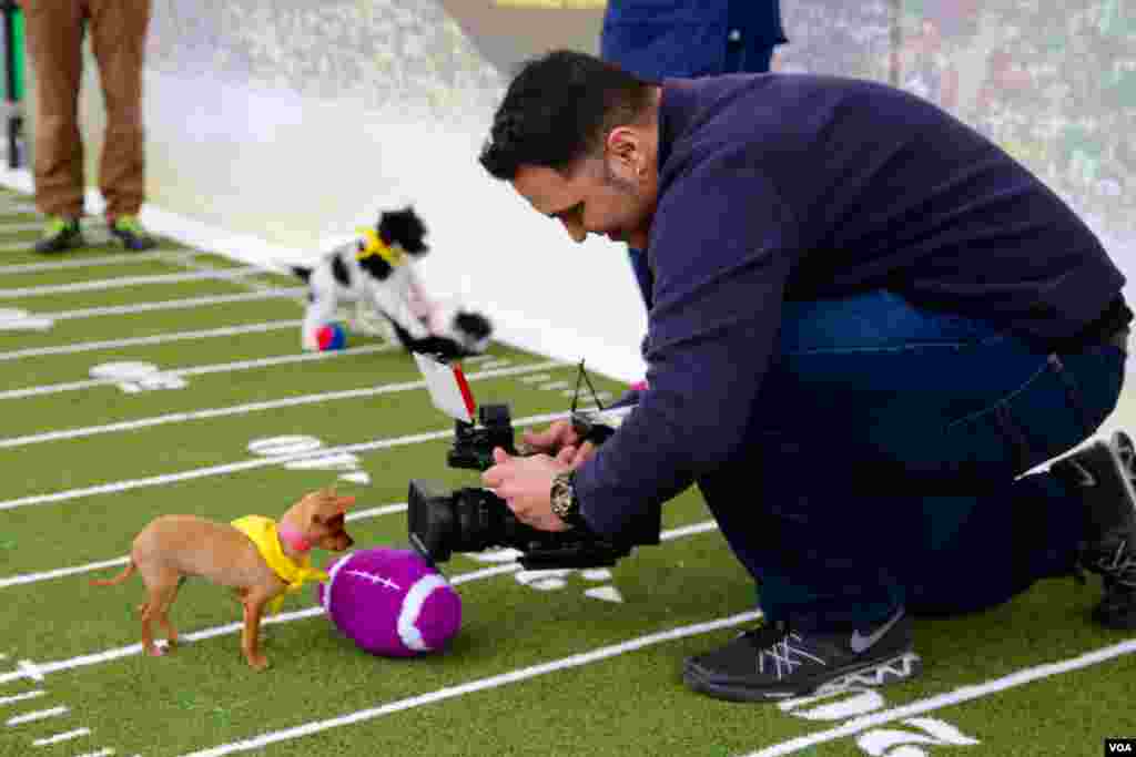 Peserta Puppy Bowl, festival yang merupakan bagian dari Super Bowl, yaitu pertandingan &quot;sepakbola&quot; antara anak-anak anjing. (VOA/B. Allen)