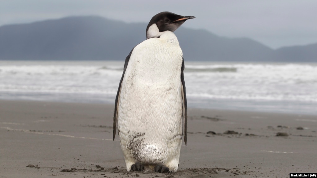 In this photo taken Tuesday June 21, 2011, an Emperor penguin is seen on Peka Peka Beach of the Kapiti Coast in New Zealand. (AP Photo/New Zealand Herald, Mark Mitchell) 