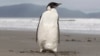 Penguins Missing from Major Breeding Ground