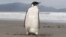 New Zealand Emperor Penguin on Peka Peka Beach of the Kapiti Coast in New Zealand