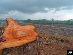 Much of the land on which palm oil firm PT Kal is planting already has been degraded, but freshly cut tree trunks show that forest here is still being cleared, in West Kalimantan, Indonesia, September 2011.