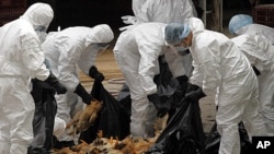 Health workers pack dead chicken at a wholesale poultry market in Hong Kong, on Dec. 21, 2011, after a bird flu scare in China.