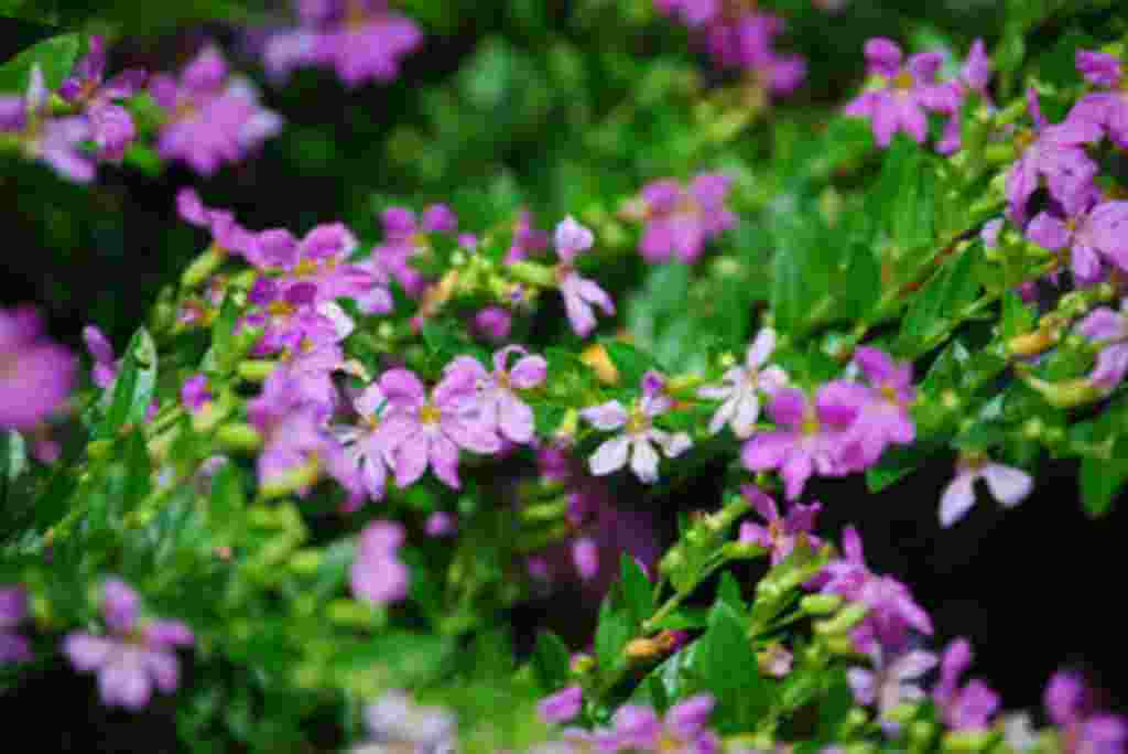 گلهای کاستاریکا / عکاس: بهروز نیکذات