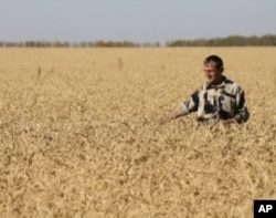 Drought in the Black Sea region cut Russia's wheat harvest by a third in 2010. A subsequent ban on wheat exports drove prices up.