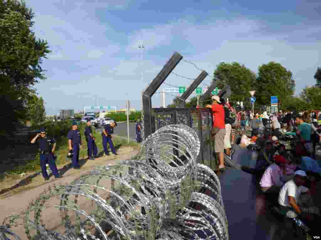 Refugees and migrants find a fence of razor wire at the Serbia-Hungary border crossing, Sept. 15, 2015. (Henry Ridgwell/VOA)