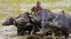 Seorang petani mengendalikan kawanan kerbau untuk membajak sawahnya, di Biyagama di pinggiran Kolombo, Sri Lanka. (AFP)&nbsp;