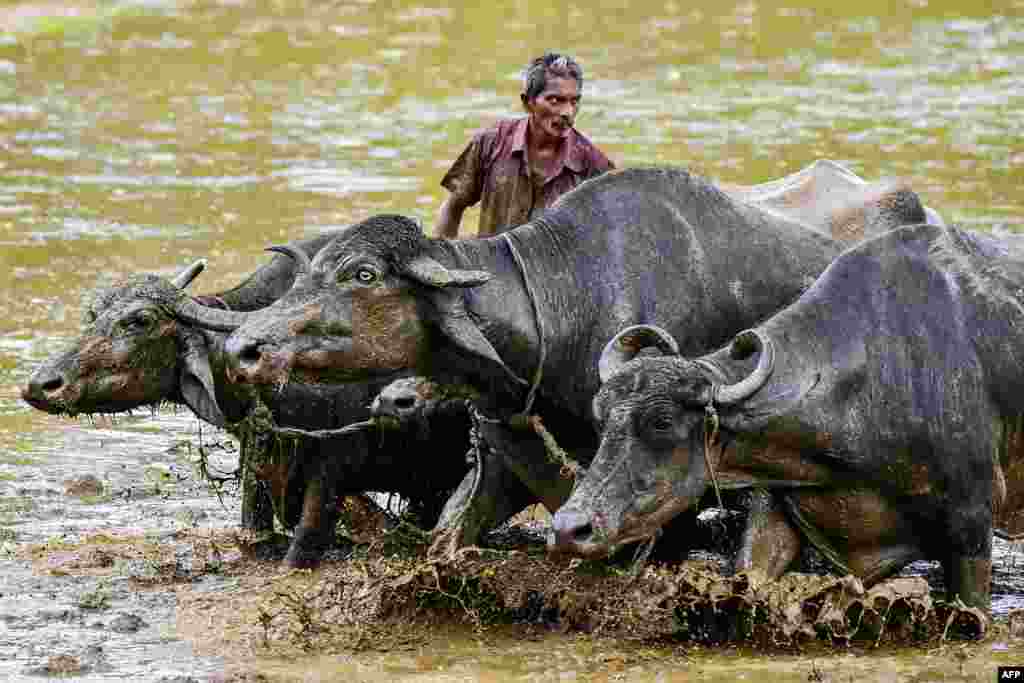 A farmer leads a herd of buffaloes to plow his field, in Biyagama on the outskirts of Colombo, Sri Lanka.